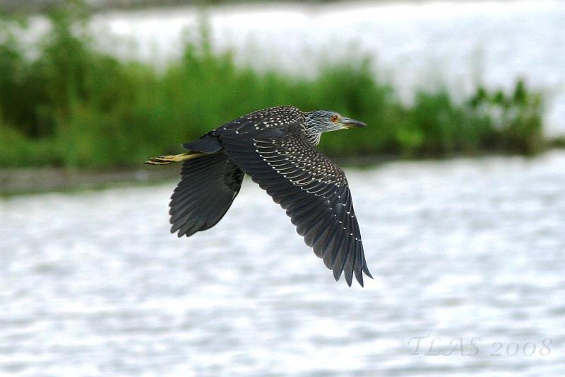 Juvenile Yellow-crowned Night-Heron in flight.jpg